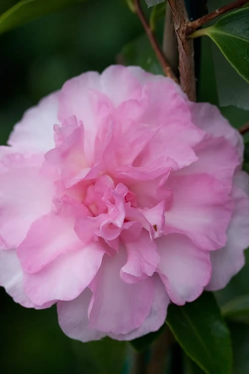 Sarrel Dwarf Camellia Sasanqua - 1 Gallon Pot 3 Sarrel Dwarf Camellia Sasanqua - 1 Gallon Pot