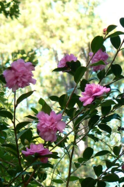Sparkling Burgundy Camellia Sasanqua - 7 Gallon Pot -Bush Sale Shop Camellia Sparkling Burgundy 24 2