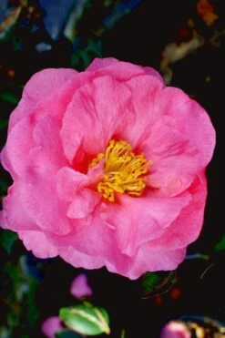 Stephanie Golden Dwarf Camellia Sasanqua - 3 Gallon Pot -Bush Sale Shop Camellia Stephanie Golden 12 1