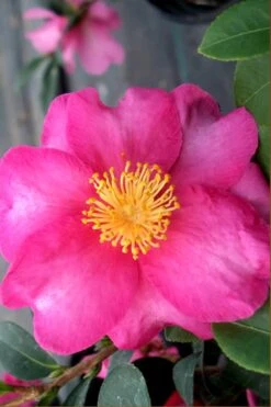 Stephanie Golden Dwarf Camellia Sasanqua - 1 Gallon Pot