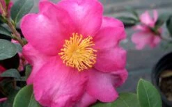 Stephanie Golden Dwarf Camellia Sasanqua - 3 Gallon Pot -Bush Sale Shop Camellia Stephanie Golden Closeup Flower 1