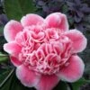 Tama Bambino Camellia Japonica - 3 Gallon Pot 1 Tama Bambino Camellia Japonica - 3 Gallon Pot -Bush Sale Shop Camellia Tama Bambino 12 1
