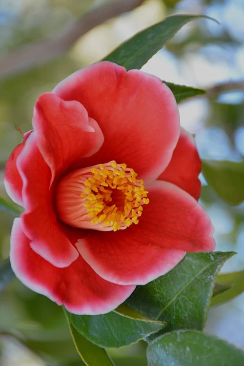 Tama Electra Camellia Japonica - 1 Gallon Pot 3 Tama Electra Camellia Japonica - 1 Gallon Pot