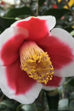 Tama No Ura Weeping Camellia Japonica - 3 Gallon Pot 13 Tama No Ura Weeping Camellia Japonica - 3 Gallon Pot -Bush Sale Shop Camellia Tama No Ura 1 1