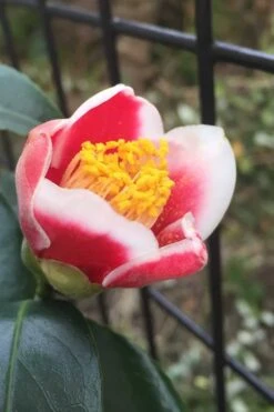 Tama No Ura Weeping Camellia Japonica - 3 Gallon Pot 15 Tama No Ura Weeping Camellia Japonica - 3 Gallon Pot -Bush Sale Shop Camellia Tama No Ura 4 1