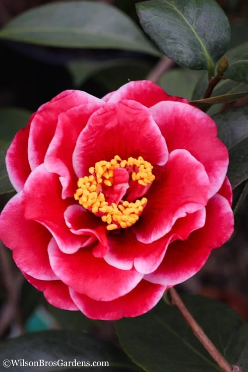 Tama Vino Camellia Japonica - 1 Gallon Pot 3 Tama Vino Camellia Japonica - 1 Gallon Pot