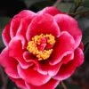 Tama Vino Camellia Japonica - 3 Gallon Pot 2 Tama Vino Camellia Japonica - 3 Gallon Pot -Bush Sale Shop Camellia Tama Vinio 10