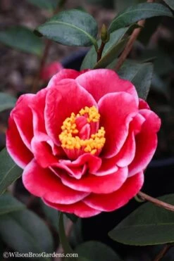 Tama Vino Camellia Japonica - 1 Gallon Pot 15 Tama Vino Camellia Japonica - 1 Gallon Pot -Bush Sale Shop Camellia Tama Vinio 7 1