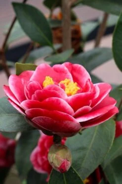 Tama Vino Camellia Japonica - 1 Gallon Pot 14 Tama Vino Camellia Japonica - 1 Gallon Pot -Bush Sale Shop Camellia Tama Vinio 8 1