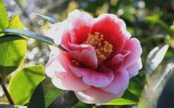 Tama Vino Camellia Japonica - 1 Gallon Pot 17 Tama Vino Camellia Japonica - 1 Gallon Pot -Bush Sale Shop Camellia Tama Vino 7 1