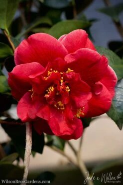 Tama Vino Camellia Japonica - 1 Gallon Pot 16 Tama Vino Camellia Japonica - 1 Gallon Pot -Bush Sale Shop Camellia Tama Vino JW 1 1
