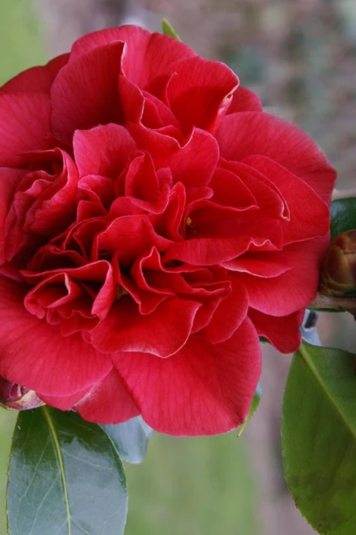 Tom Knudsen Camellia Japonica - 1 Gallon Pot 3 Tom Knudsen Camellia Japonica - 1 Gallon Pot