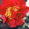 Turandot Camellia Japonica - 3 Gallon Pot 1 Turandot Camellia Japonica - 3 Gallon Pot -Bush Sale Shop Camellia Turandot 6