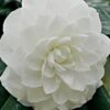 White By The Gate Camellia Japonica - 7 Gallon Pot 1 White By The Gate Camellia Japonica - 7 Gallon Pot -Bush Sale Shop Camellia White By The Gate 5 2