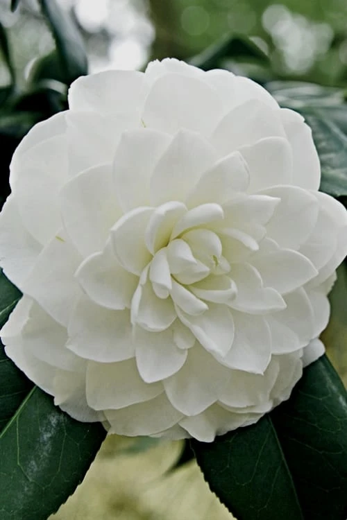 White By The Gate Camellia Japonica - 1 Gallon Pot 3 White By The Gate Camellia Japonica - 1 Gallon Pot
