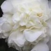 White Debutante Camellia Japonica - 3 Gallon Pot 1 White Debutante Camellia Japonica - 3 Gallon Pot -Bush Sale Shop Camellia White Debutante 21