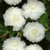 October Magic White Shishi Gashira Dwarf Camellia Sasanqua - 3 Gallon Pot
