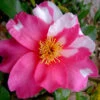 Winter's Fire Cold Hardy Camellia - 1 Gallon Pot 2 Winter's Fire Cold Hardy Camellia - 1 Gallon Pot -Bush Sale Shop Camellia Winters Fire 10 1