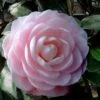 Winter's Rose Cold Hardy Dwarf Camellia - 2 Gallon Pot 1 Winter's Rose Cold Hardy Dwarf Camellia - 2 Gallon Pot -Bush Sale Shop Camellia Winters Rose 4 1
