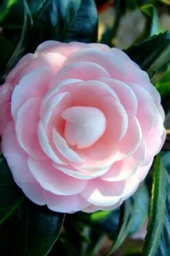 Winter's Rose Cold Hardy Dwarf Camellia - 1 Gallon Pot -Bush Sale Shop Camellia Winters Rose 6 2