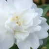 Winter's Waterlily Cold Hardy Camellia - 3 Gallon Pot 2 Winter's Waterlily Cold Hardy Camellia - 3 Gallon Pot -Bush Sale Shop Camellia Winters Waterlily 1