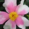 Yume Camellia Sasanqua - 3 Gallon Pot -Bush Sale Shop Camellia Yume 1