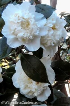 Fifth Avenue White Camellia Japonica - 3 Gallon Pot 10 Fifth Avenue White Camellia Japonica - 3 Gallon Pot -Bush Sale Shop Camellia fifth avenue 20