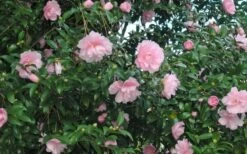 Cotton Candy Camellia Sasanqua - 1 Gallon Pot -Bush Sale Shop CamelliaCottonCandy 2 1