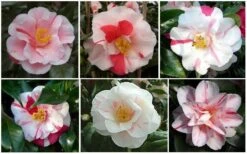 Lady Vansittart Multicolor Camellia Japonica - 2 Gallon Pot 14 Lady Vansittart Multicolor Camellia Japonica - 2 Gallon Pot -Bush Sale Shop CamelliaLadyVasittart 2 2