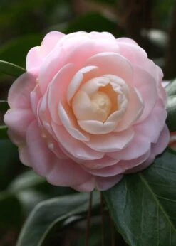 Pink Perfection Camellia Japonica - 1 Gallon Pot 13 Pink Perfection Camellia Japonica - 1 Gallon Pot -Bush Sale Shop Camillia Pink Perfection