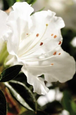 Autumn Angel Encore Azalea - 2 Gallon Pot