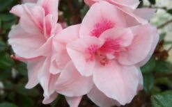 Autumn Belle Encore Azalea - 6 Pack Of 1 Gallon Pots 9 Autumn Belle Encore Azalea - 6 Pack Of 1 Gallon Pots -Bush Sale Shop Encore Azalea Autumn Belle 1