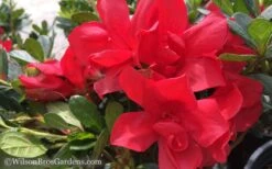 Autumn Bonfire Encore Azalea - 1 Gallon Pot 9 Autumn Bonfire Encore Azalea - 1 Gallon Pot -Bush Sale Shop Encore Azalea Autumn Bonfire 50