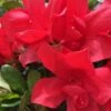 Autumn Bonfire Encore Azalea - 1 Gallon Pot 1 Autumn Bonfire Encore Azalea - 1 Gallon Pot -Bush Sale Shop Encore Azalea Autumn Bonfire 500x750 1