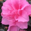 Autumn Carnation Encore Azalea - 2 Gallon Pot 1 Autumn Carnation Encore Azalea - 2 Gallon Pot -Bush Sale Shop Encore Azalea Autumn Carnation 3 500x750 1