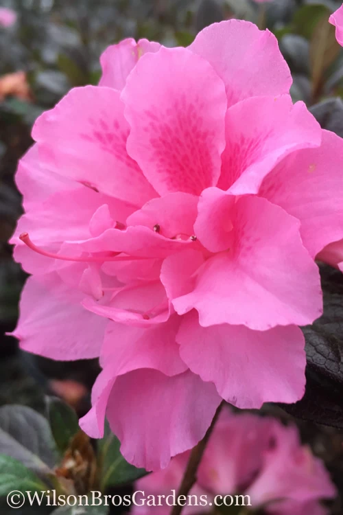 Autumn Carnation Encore Azalea - 2 Gallon Pot 3 Autumn Carnation Encore Azalea - 2 Gallon Pot