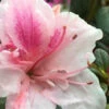 Autumn Chiffon Encore Azalea - 2 Gallon Pot 1 Autumn Chiffon Encore Azalea - 2 Gallon Pot -Bush Sale Shop Encore Azalea Autumn Chiffon 2 500x750 1