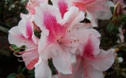 Autumn Chiffon Encore Azalea - 2 Gallon Pot -Bush Sale Shop Encore Azalea Autumn Chiffon