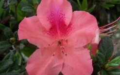 Autumn Coral Encore Azalea - 1 Gallon Pot 9 Autumn Coral Encore Azalea - 1 Gallon Pot -Bush Sale Shop Encore Azalea Autumn Coral