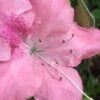 Autumn Debutante Encore Azalea - 1 Gallon 2 Autumn Debutante Encore Azalea - 1 Gallon -Bush Sale Shop Encore Azalea Autumn Debutante 500x750 2