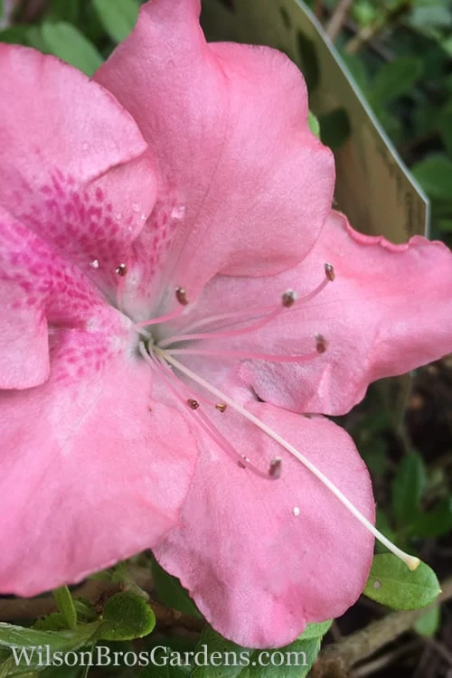 Autumn Debutante Encore Azalea - 1 Gallon 3 Autumn Debutante Encore Azalea - 1 Gallon
