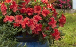 Autumn Embers Encore Azalea - 3 Gallon Pot 13 Autumn Embers Encore Azalea - 3 Gallon Pot -Bush Sale Shop Encore Azalea Autumn Embers 3 50 1
