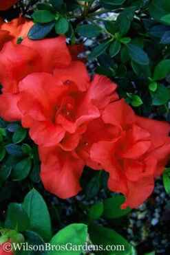 Autumn Embers Encore Azalea - 3 Gallon Pot 11 Autumn Embers Encore Azalea - 3 Gallon Pot -Bush Sale Shop Encore Azalea Autumn Embers 500x750 2