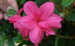 Autumn Empress Encore Azalea - 3 Gallon Pot -Bush Sale Shop Encore Azalea Autumn Empress