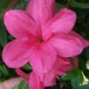 Autumn Empress Encore Azalea - 3 Gallon Pot -Bush Sale Shop Encore Azalea Autumn Empress 500x750 1