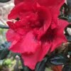 Autumn Fire Encore Azalea - 1 Gallon Pot 1 Autumn Fire Encore Azalea - 1 Gallon Pot -Bush Sale Shop Encore Azalea Autumn Fire 1 500x750 1