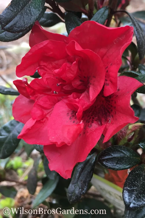 Autumn Fire Encore Azalea - 6 Pack Of 1 Gallon Pots 3 Autumn Fire Encore Azalea - 6 Pack Of 1 Gallon Pots