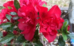 Autumn Fire Encore Azalea - 6 Pack Of 1 Gallon Pots 12 Autumn Fire Encore Azalea - 6 Pack Of 1 Gallon Pots -Bush Sale Shop Encore Azalea Autumn Fire 10 1