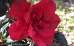 Autumn Fire Encore Azalea - 6 Pack Of 1 Gallon Pots 11 Autumn Fire Encore Azalea - 6 Pack Of 1 Gallon Pots -Bush Sale Shop Encore Azalea Autumn Fire WB 1