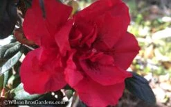 Autumn Fire Encore Azalea - 1 Gallon Pot 12 Autumn Fire Encore Azalea - 1 Gallon Pot -Bush Sale Shop Encore Azalea Autumn Fire WB